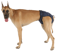 Diaper for female dog