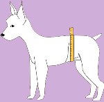 Example of where you have to take de measurements on your dog